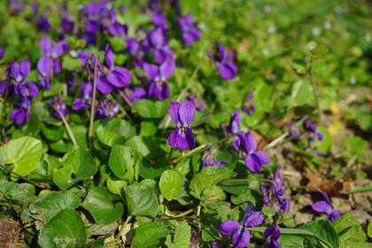 En la antigüedad, las flores eran destinadas no solo a ramos, sino también convertidas en perfumes oleosos, o trenzadas en coronas y adornos. La diosa Afrodita es nombrada en los himnos homéricos “corona de violetas” ante los dioses olímpicos.