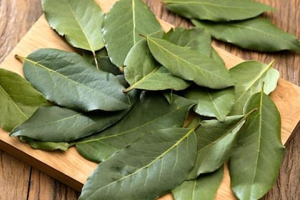 En la Antigüedad, las hojas de laurel remitían a la victoria. El paso del tiempo reveló sus beneficiosas propiedades naturales