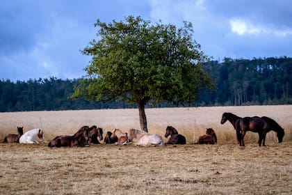 En la Argentina el caballo es significado de arraigado a la historia del país (AP Foto/Michael Probst)