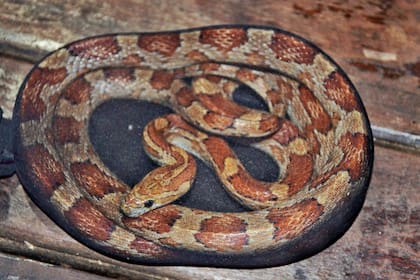 En la Argentina, ese delito ya alcanza a 135 especies silvestres.