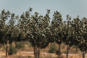 En la Argentina hoy hay 7500 hectáreas productivas de pistacho, de las cuales más del 80% están en la provincia de San Juan