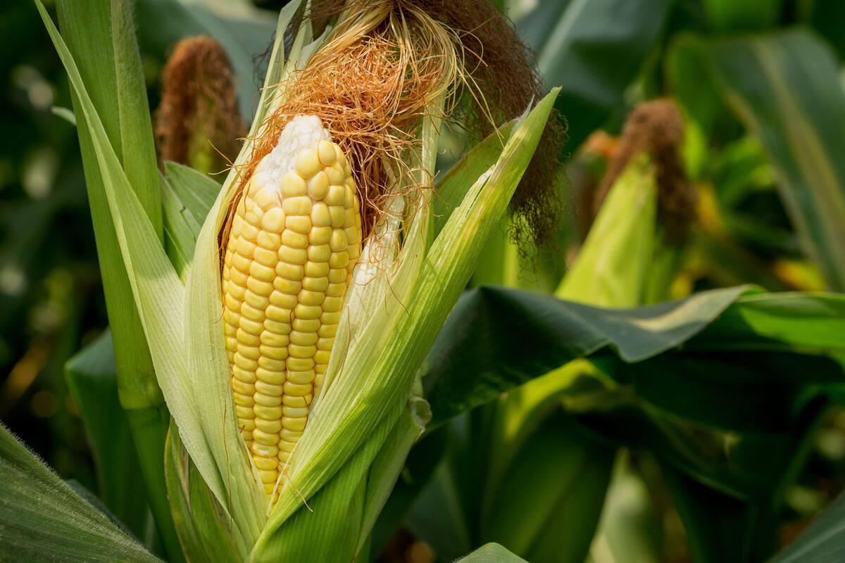 En la Argentina, indicaron los expertos, lo que busca el productor es “mayor rendimiento y estabilidad”