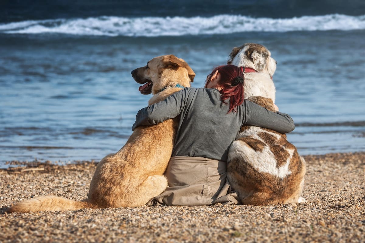 En la Argentina, la adopción de mascotas aumentó considerablemente en la pandemia, lo que refleja su rol de compañía y su impacto positivo en las personas (Foto ilustrativa: PIXABAY)