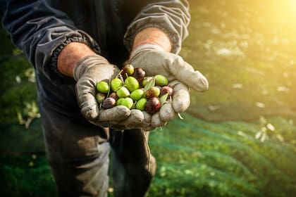 En la Argentina, la olivicultura abarca diversas prácticas de producción, cada una con su enfoque particular