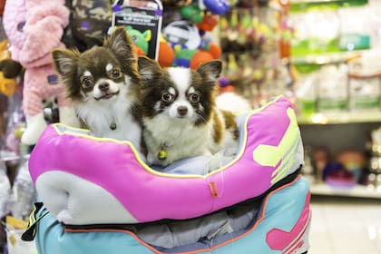 En la Argentina se estima que hay unos 17 millones de perros y unos 6 millones de gatos.