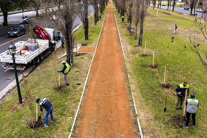 En la Avenida de los Italianos, de Puerto Madero, se colocaron álamos