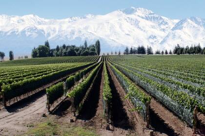 En la bodega destacaron que los bonos verdes ayudan a proteger el medioambiente