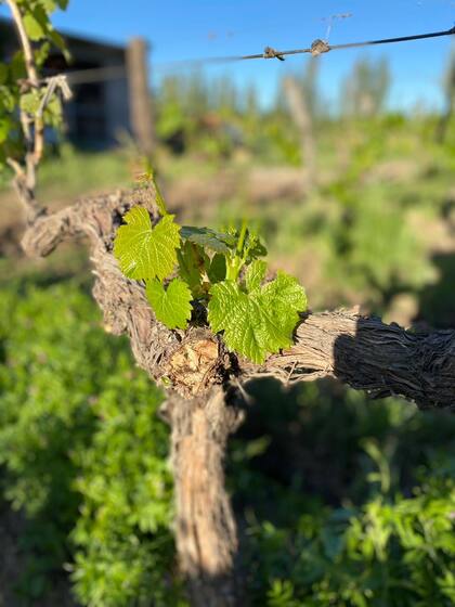En la Bodega Miras, en Río Negro, la germinación renueva el ciclo de la vid