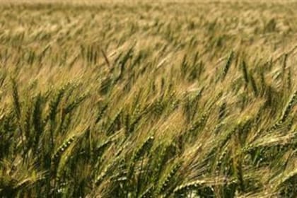 Para los cultivos, trigo y cebada, de cosecha fina el consejo de los expertos es aprovechar los precios actuales