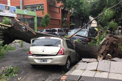 En la calle Gurruchaga al 700, uno de los 74 árboles caídos ayer