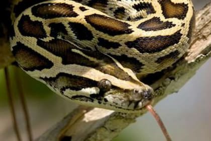 En la casa donde se produjo la muerte encontraron más de 100 reptiles