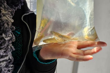 En la cátedra de Acuicultura de la Facultad de Agronomía de la UBA entregan sin costo peces nativos para el control del mosquito Aedes aegypti