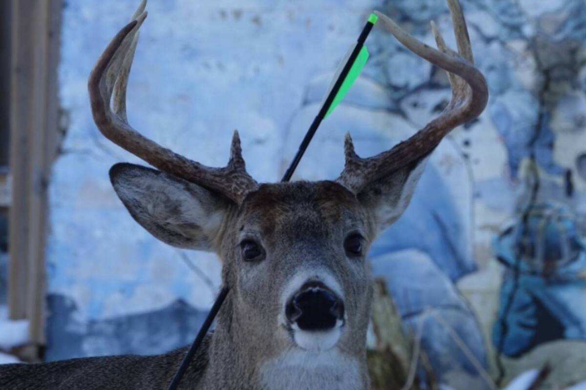 En la ciudad canadiense de Kenora, un conocido ciervo de la zona, apareció con una flecha atravesada en su cabeza.
