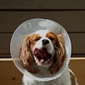 Dónde llevar a castrar y a vacunar a tus mascotas gratis en la Ciudad de Buenos Aires en junio