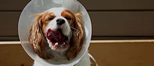 Dónde llevar a castrar y a vacunar a tus mascotas gratis en la Ciudad de Buenos Aires en junio