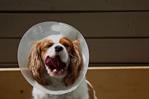 Dónde llevar a castrar y a vacunar a tus mascotas gratis en la Ciudad de Buenos Aires en junio