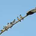 Superpoblación de aves