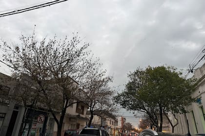 En la ciudad de Rafaela implementan estrategias para ahuyentar a las aves del centro sin dañarlas