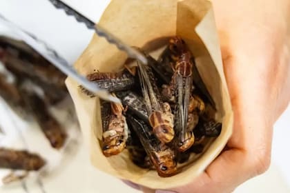 En la cocina mexicana se vienen utilizando los insectos como parte de los platos