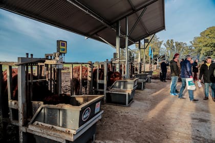 En La Coincidencia se instalaron corrales RFI para evaluar la eficiencia de conversión de alimento en carne y el crecimiento de cada animal