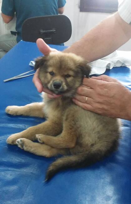 En la consulta con el médico veterinario
