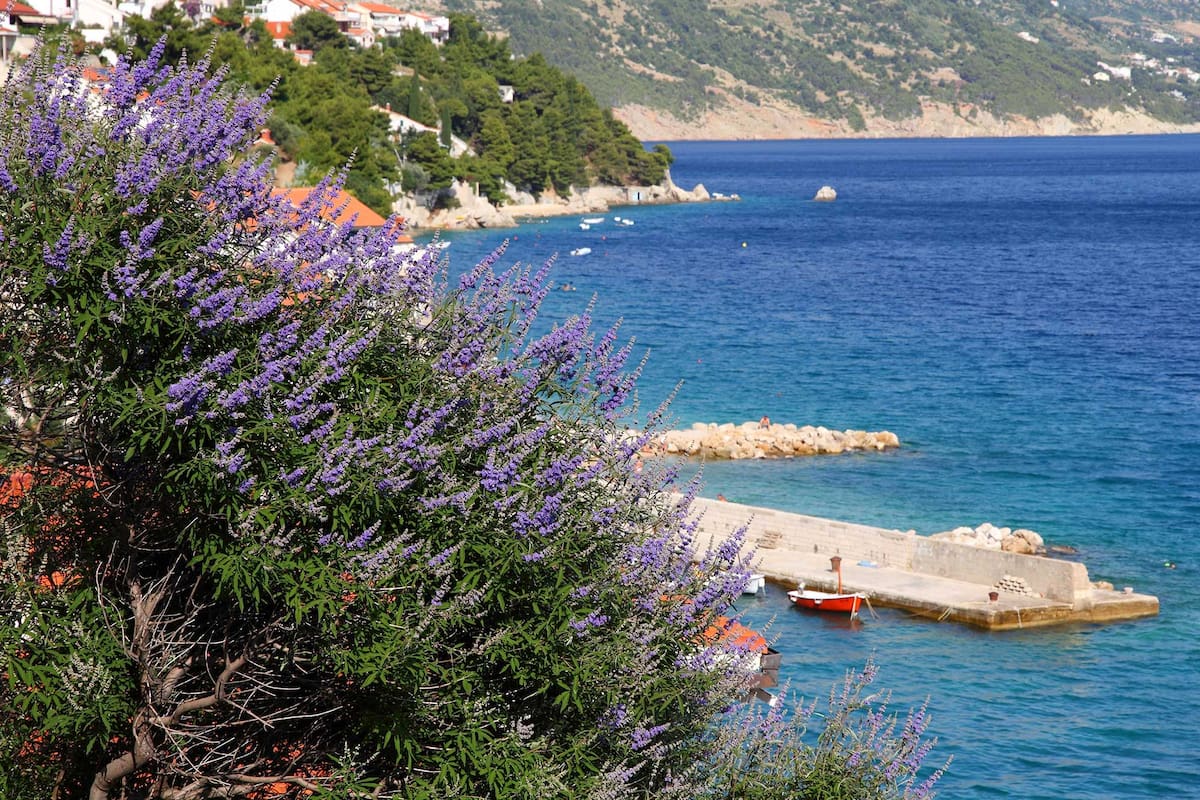 En la costa de Dalmacia, la península de Hvar le disputa la producción de lavanda a la Provence.