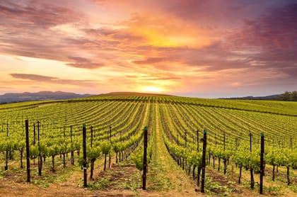 En la costa oeste, Napa es una de las ciudades preferidas de los millonarios