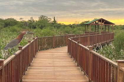 En la costanera de Colonia Pellegrini se construyó un sendero entarimado para avistaje de aves y contemplación de autóctonas