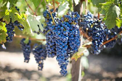 En la creencia popular las uvas son las frutas que atraen la suerte y prosperidad