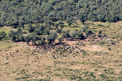 En la ecorregión chaqueña ocurre la mayor deforestación del país