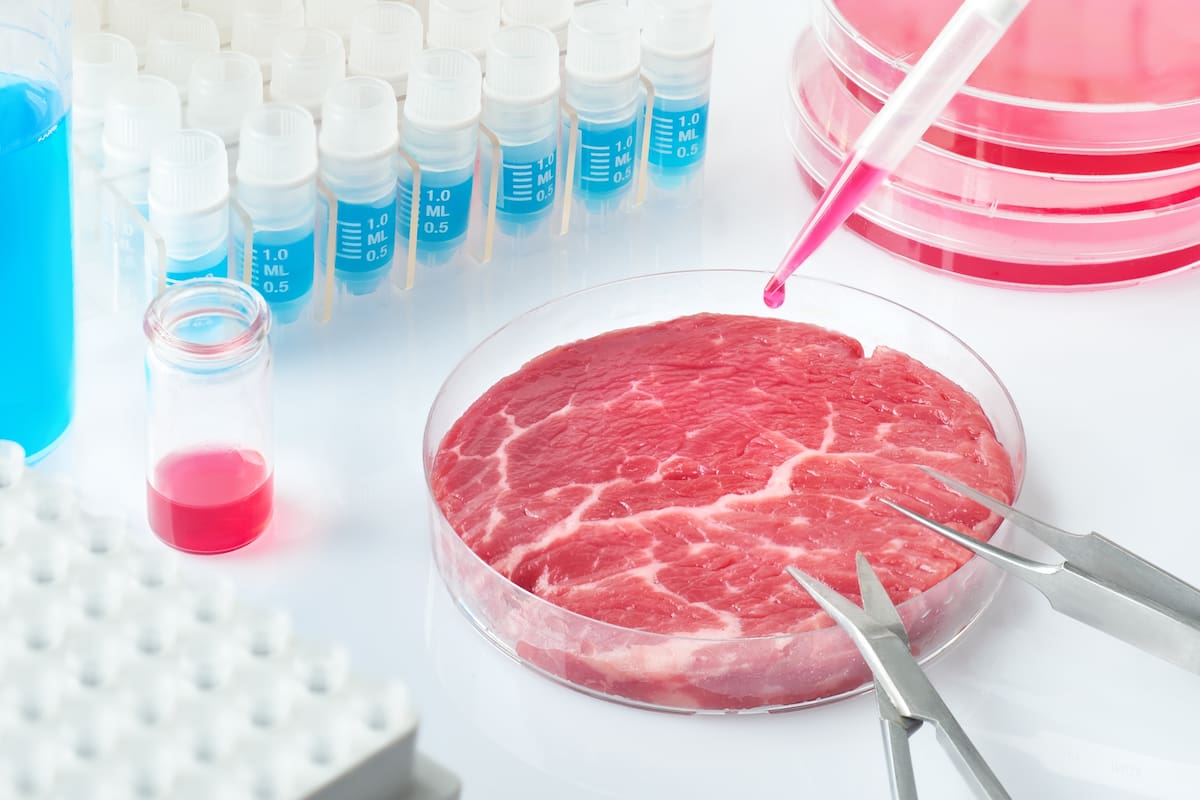 En la elaboración de la carne artificial se usan tejidos musculares