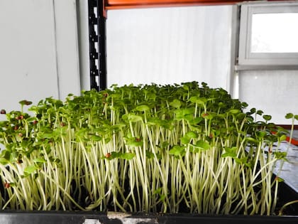 En la empresa apostaron por el concepto de alimentos y energía