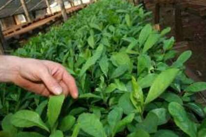 En la empresa producen 50.000 kilos por año de yerba secada en hornos de leña