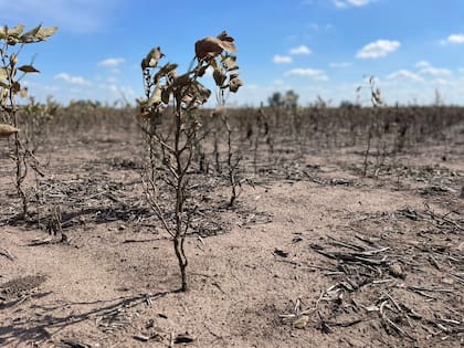 En la encuesta que difundió Coninagro el 62,4% de los productores señaló que su producción bajó 50% o más en relación a la campaña anterior