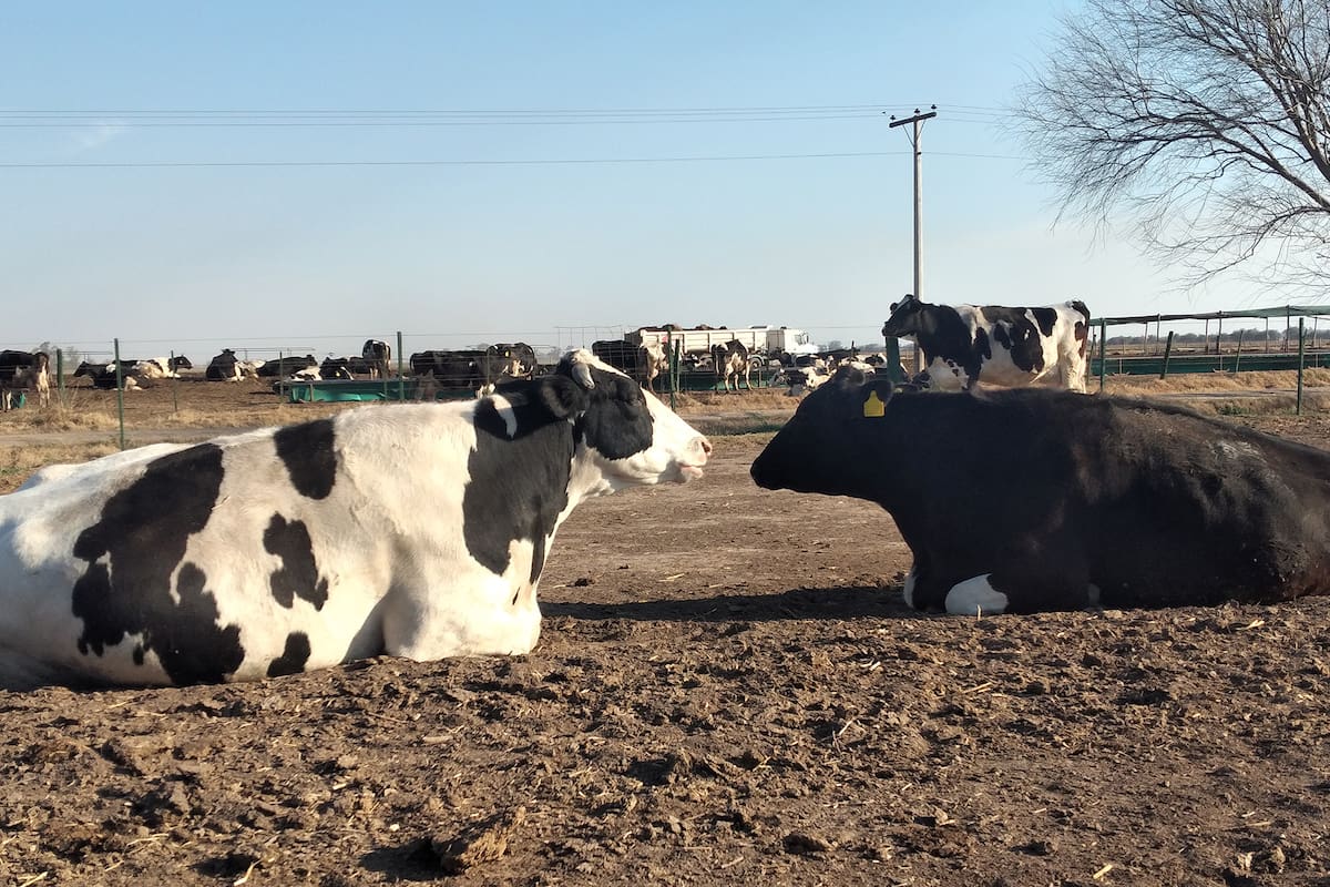 En la entidad ruralista explicaron que los empresarios tamberos ven “desbalanceados los ingresos, porque el consumidor empobrecido no tracciona la demanda y el precio de la leche en la tranquera corre más lento que la inflación”