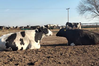 En la entidad ruralista explicaron que los empresarios tamberos ven “desbalanceados los ingresos, porque el consumidor empobrecido no tracciona la demanda y el precio de la leche en la tranquera corre más lento que la inflación”