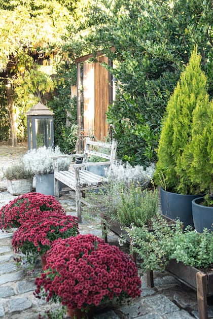 En la entrada al patio, un banco realizado con varillas de alambrado recicladas, aromáticas –como romero, curry y orégano–, grandes macetones con pino limón (Cupressus macrocarpa ‘Goldcrest’)
y tres macetas con Chrysanthemum ‘Spray’.