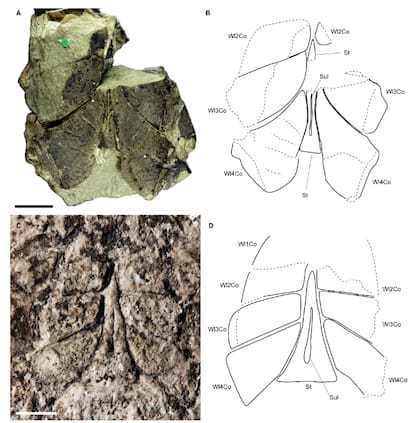 En la esquina superior izquierda, el primer fósil encontrado del Praearcturus gigas en 1870; debajo otro fósil hallado en 2015