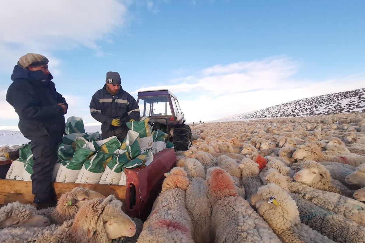 En la estancia Achalay, alimentando ovejas durante la nevada de este año