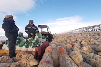 En la estancia Achalay, alimentando ovejas durante la nevada de este año