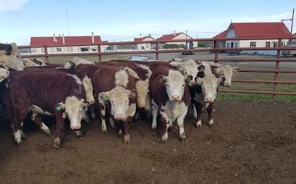 En la Estancia Sara, la cabaña nació hace seis años para el mejoramiento genético interno; hoy tienen 400 madres