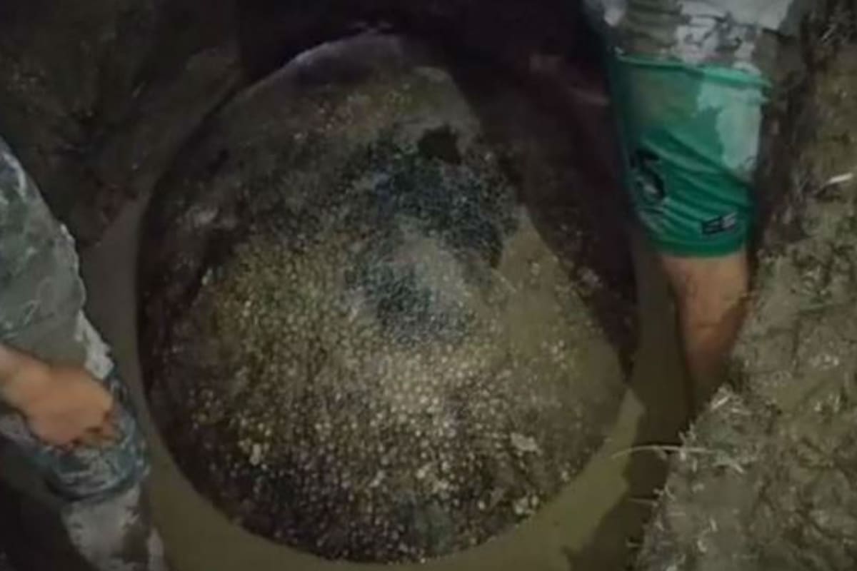 En la excavación trabaja un equipo de paleontólogos