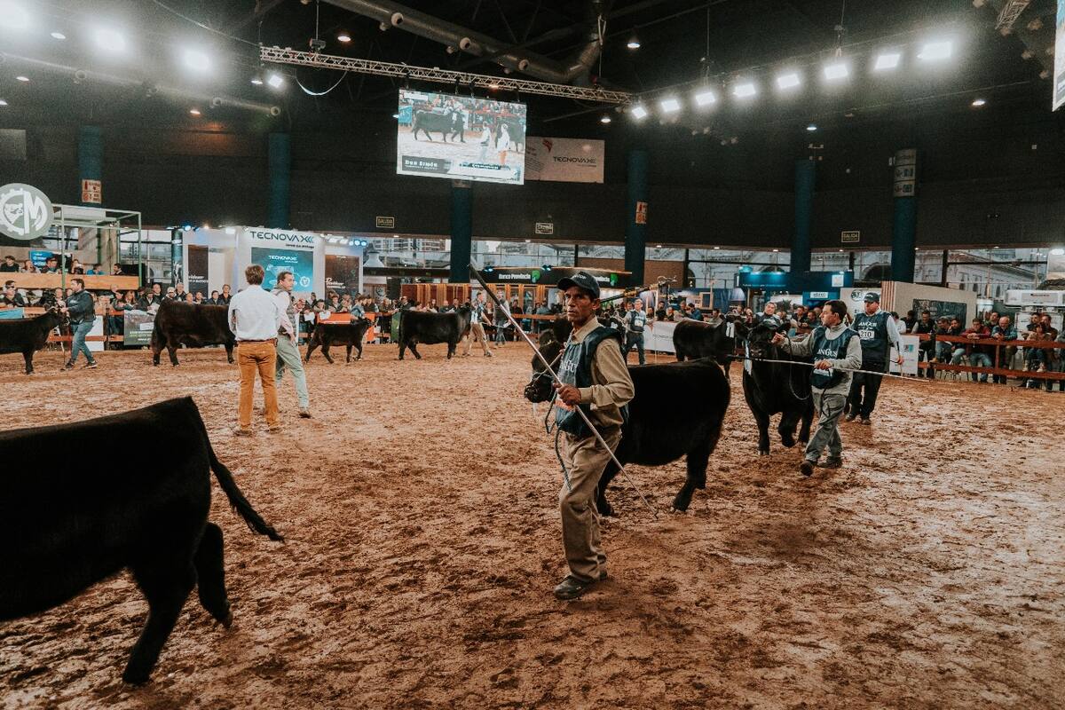 En la Expo Angus Otoño habrá también actividades específicas para veterinarios y se suman más empresas del sector