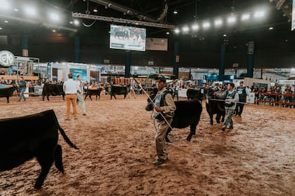 En la Expo Angus Otoño habrá también actividades específicas para veterinarios y se suman más empresas del sector