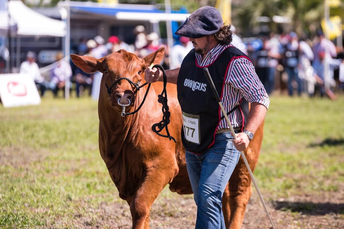 En la Exposición Nacional de Razas se expone genética de avanzada