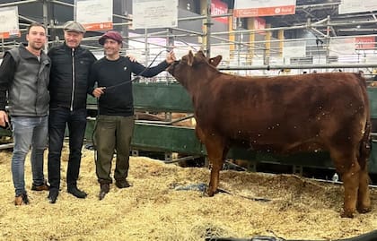 En la Exposición Rural de Palermo, Gentili con un ejemplar Limangus de su cabaña