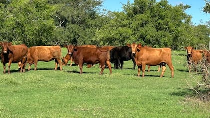 En la faena de ganado, en lugar de vender el animal en pie, se lo faena y se vende la carne con un valor agregado y, por ende, un débito fiscal mayor