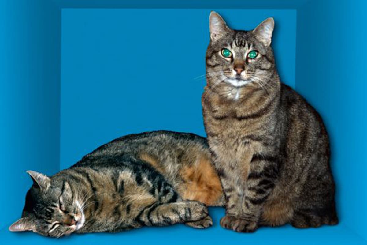 En la famosa paradoja planteada por Erwin Schrödinger, el gato está vivo y muerto al mismo tiempo