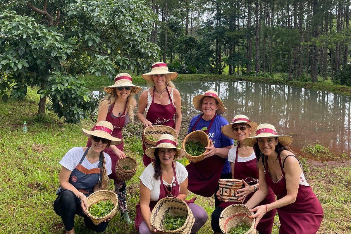 En la finca se puede realizar la "experiencia" de cosechar y hacer el propio té