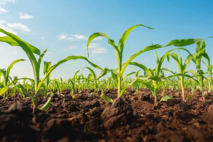 En la firma apuntan a la siembra a escala, entre otras estrategias